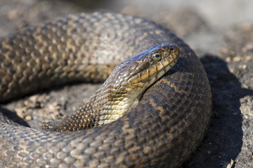 Northern Water Snake (Nerodia sipedon sipedon) basking on a rock in summer - Ontario, Canada