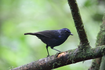 Shiny whistling thrush (Myophonus melanurus)  in Mt.Kerinci, Sumatra, Indonesia
