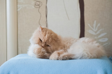 A beautiful redhead Persian cat sits on a blue pillow. Persian cat asleep, licking hair, looking at the camera