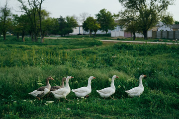 Geese, ducks, livestock, ducklings, grass, village, summer, birds