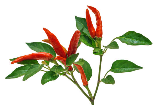 branch red pepper