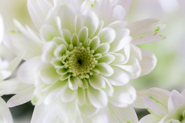 Gerbera flower for test Osmosis of various colors in laboratory.