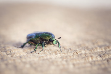 Naklejka premium metal green bug Cetonia