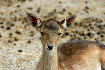 Young Deer