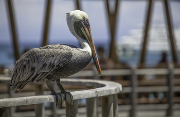 Galapagos pelican sitting on railing at boardwalk, San cristobal, Galapagos