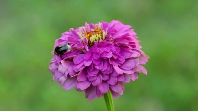 Bumblebee collects honey on a flower of zinnia