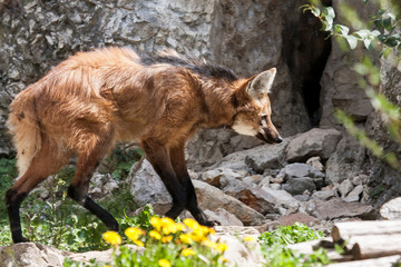 Maned wolf (Chrysocyon brachyurus)