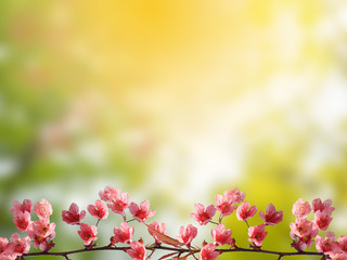 Pink cherry blossom frame with natural green background