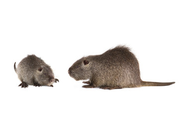 Two Coypu (Myocastor coypus)