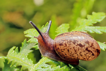 Snail
