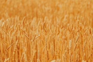 Gold wheat field against the sunset