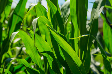 Fototapeta na wymiar Beautiful corn field on blue sky background