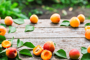 Beautiful ripe orange apricots with leaves on old wooden boards on a background of nature