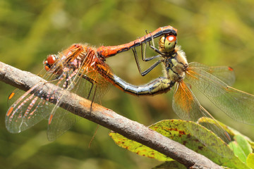 Dragonfly
