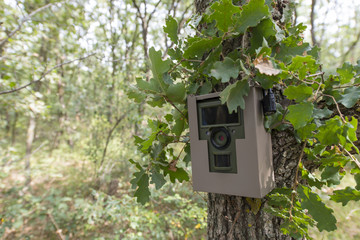 animal tracking camera attached to a tree