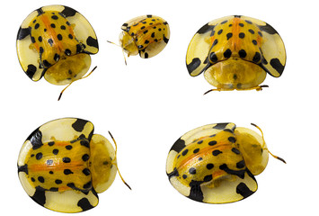 Little bug isolated on white background (clipping path included)