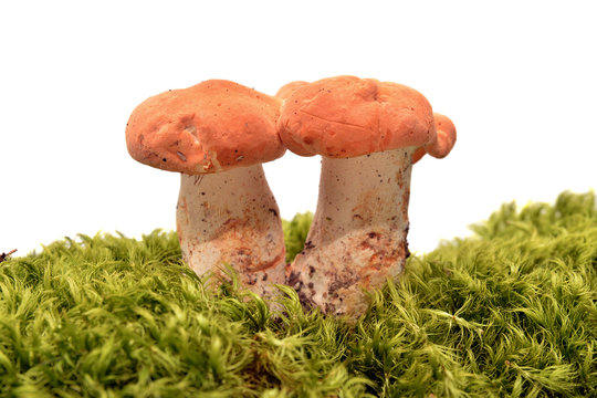 hydnum rufescens mushroom