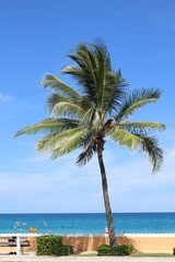 Palmier à Miamy Beach