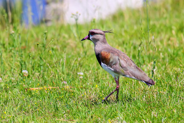 Southern Lapwing (Vanellus chilensis)