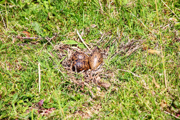Naklejka na ściany i meble Clutch of eggs of Southern Lapwing (Vanellus chilensis)