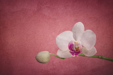 White orchid on a pink coloured background with grungy texture