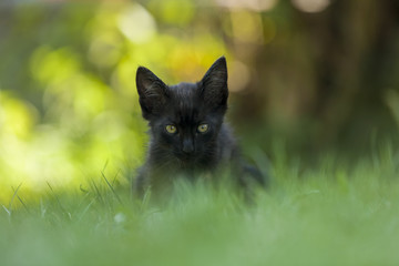 Shot of a beautiful kittens in the wild 