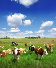 Acrylic prints Cow Calves on the field