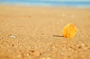 Yellow shell with beautiful beach