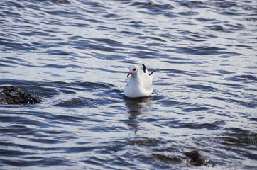 sea bird, deep blue ocean, swiming