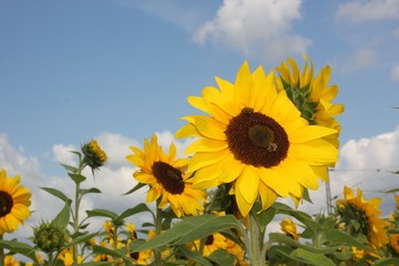 Sunflowers in late summer with blue sky