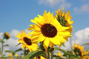 Fototapeta premium Sunflowers in late summer with blue sky