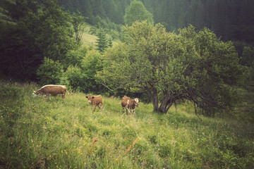 Cow on green meadow. Nature composition.