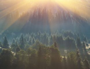 fog over pine tree forest