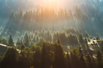fog over pine tree forest