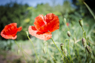 Fototapeta na wymiar Red poppies in the flowering season
