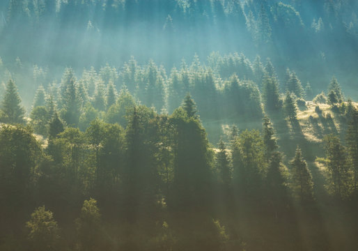 Fototapeta fog over pine tree forest