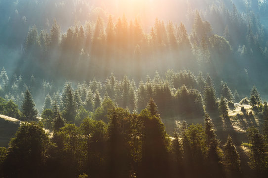 Fototapeta fog over pine tree forest