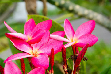 Fototapeta premium Plumeria with green background