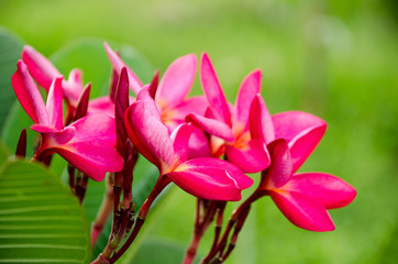 Plumeria with green background