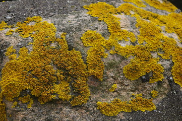 Gelbe Flechten an der Nordsee