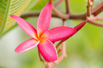 Plumeria with green background