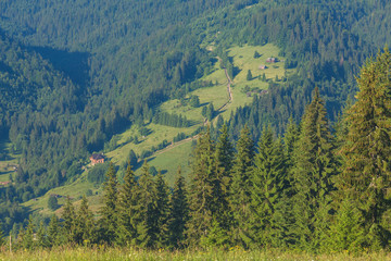 Fototapeta premium The alpine fields grow beautiful spring