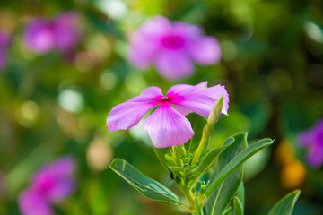 Linda e colorida flor...