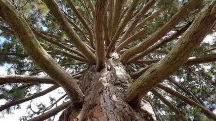 Mammouth Tree - Gmunden - Austria