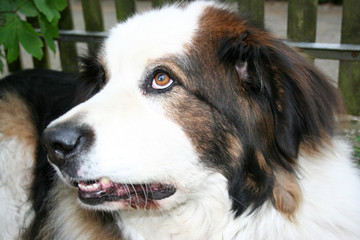 nachdenklicher Bernhardinerhund