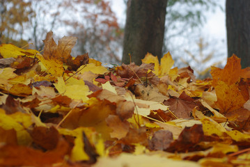 Autumn arrives, a close-up of autumn leaves. Concept seasons. Shallow depth of focus.