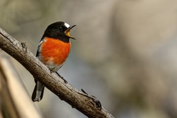 Fototapeta premium Male Red-capped Robin (Petroica multicolor) photographed at Woodlands Historic Park Melbourne Australia