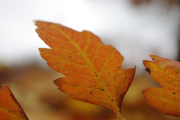Autumn arrives, a close-up of autumn leaves. Concept seasons. Shallow depth of focus.