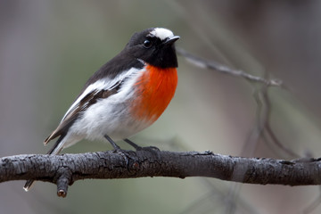 Male Red-capped Robin (Petroica multicolor) photographed at Woodlands Historic Park Melbourne Australia