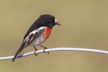 Male Red-capped Robin (Petroica multicolor) photographed at Woodlands Historic Park Melbourne...